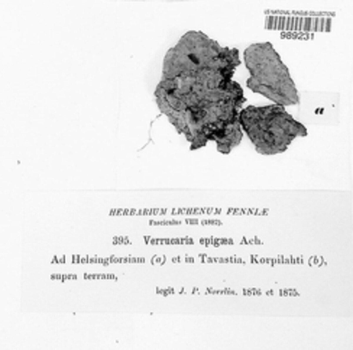 Inoderma epigaeum image